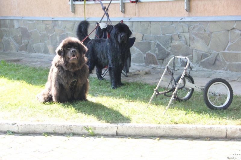 Фото: ньюфаундленд Melty Wave Marine Tifeya (Мелти Вейв Марин Тифея), ньюфаундленд Richchi s Berega Dona (Риччи с Берега Дона)