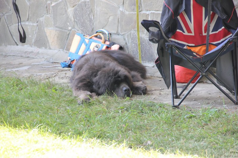 Фото: ньюфаундленд Dyurbahler Klab Al'faretta Vin'etta (Дюрбахлер Клаб Альфаретта Виньетта)