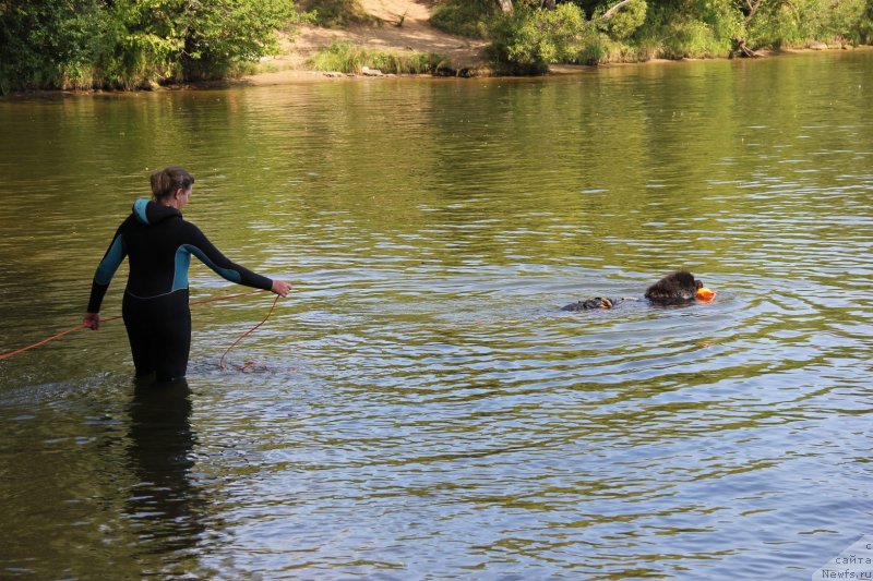 Фото: ньюфаундленд Melty Wave Marine Tifeya (Мелти Вейв Марин Тифея), Anna Petrushkina (Анна Петрушкина)