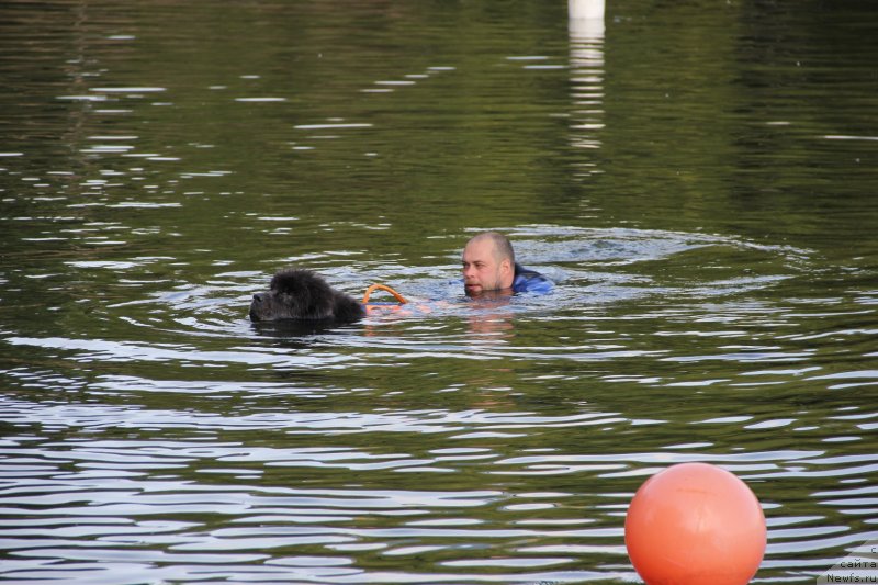 Фото: ньюфаундленд Dyurbahler Klab Al'faretta Vin'etta (Дюрбахлер Клаб Альфаретта Виньетта)