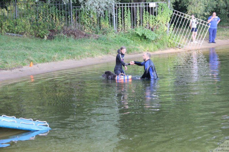 Фото: ньюфаундленд Dyurbahler Klab Al'faretta Vin'etta (Дюрбахлер Клаб Альфаретта Виньетта), Anastasiya Kireeva (Анастасия Киреева)