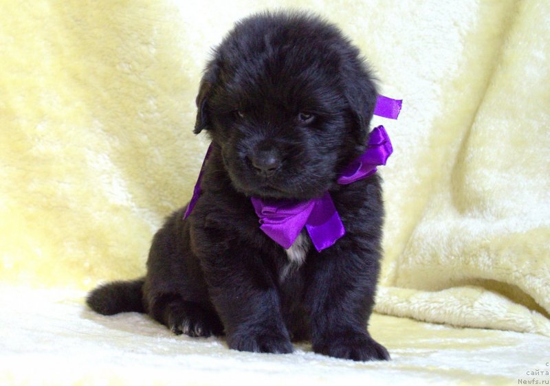 Фото: ньюфаундленд May Frend N'yufi Vula Velikolepnaya (Май Френд Ньюфи Вула Великолепная)