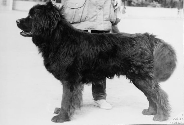 Фото: ньюфаундленд Diyut Samson (Диют Самсон)