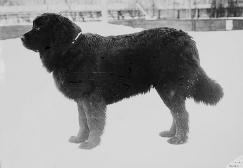 Фото: ньюфаундленд Enita Hip (Енита Хип)