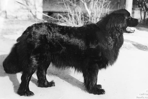 Фото: ньюфаундленд Angris Mim (Ангрис Мим)