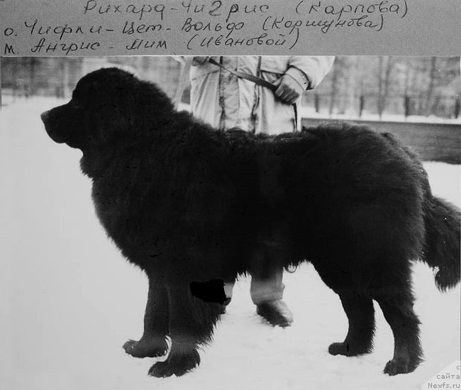 Фото: ньюфаундленд Rihard CHigris (Рихард Чигрис)