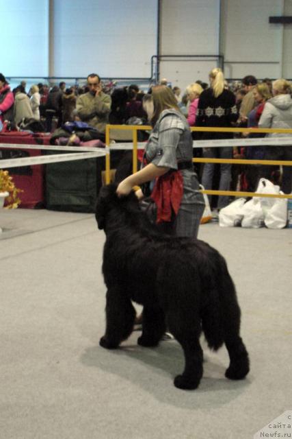 Фото: ньюфаундленд Skippers Secret Agent For Donat's Pride, Mariya SHatilova (Мария Шатилова)
