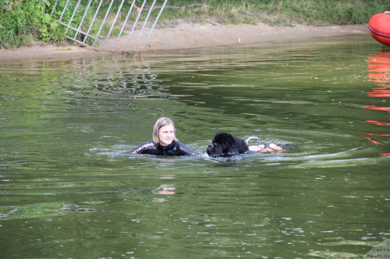 Фото: ньюфаундленд Richchi s Berega Dona (Риччи с Берега Дона), Anastasiya Kireeva (Анастасия Киреева)