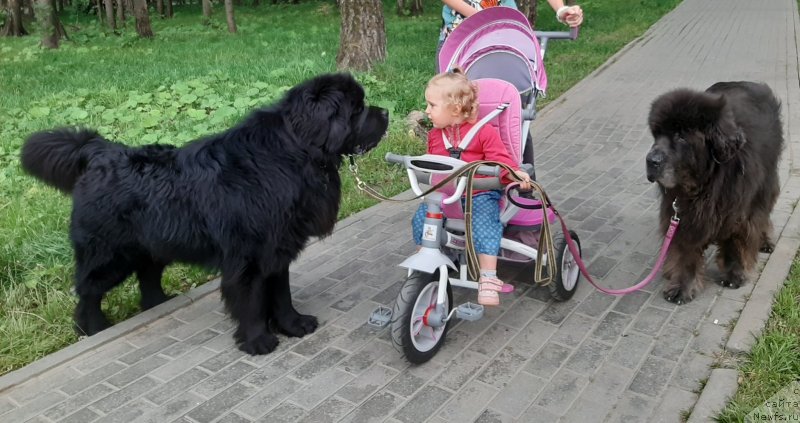 Фотография № 247499