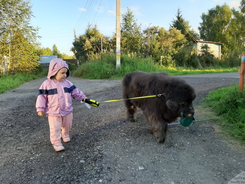 Фото: ньюфаундленд Dyurbahler Klab Al'faretta Vin'etta (Дюрбахлер Клаб Альфаретта Виньетта)