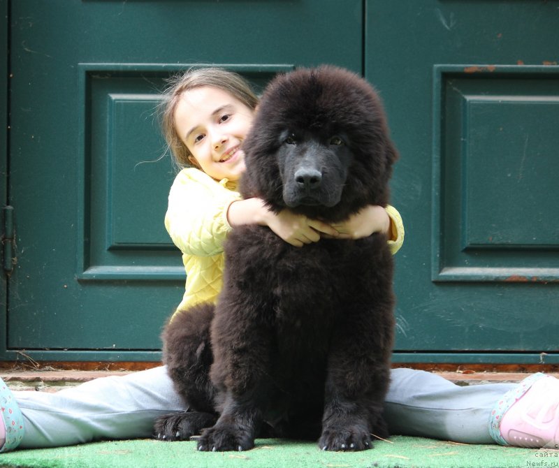 Фото: ньюфаундленд Super Premium Egipet (Супер Премиум Египет)