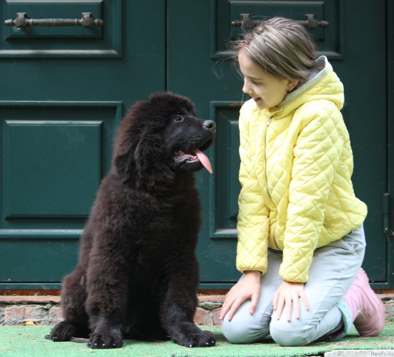 Фото: ньюфаундленд Super Premium Egipet (Супер Премиум Египет)