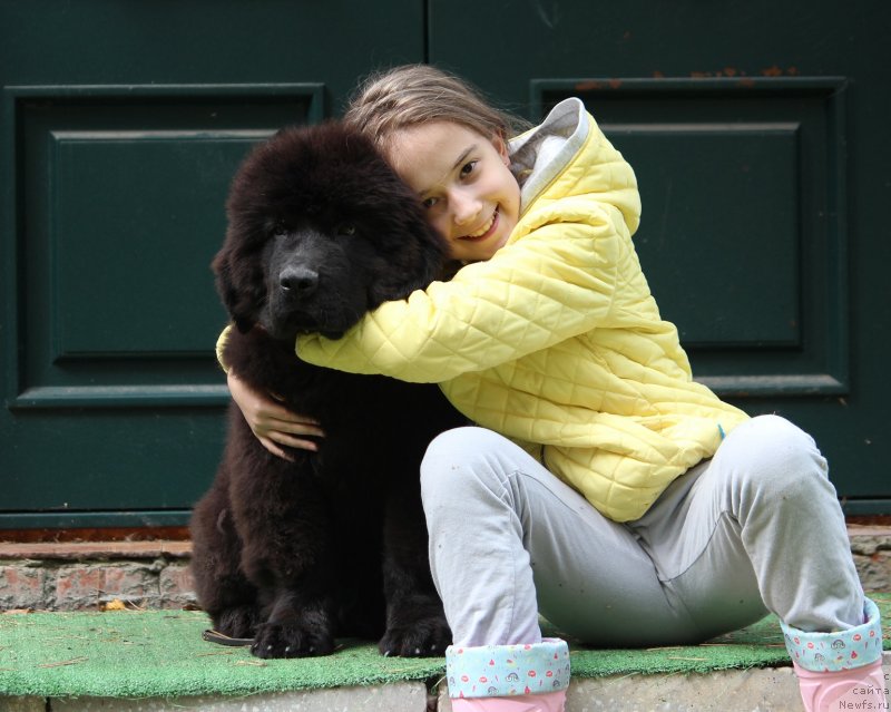 Фото: ньюфаундленд Super Premium Egipet (Супер Премиум Египет)