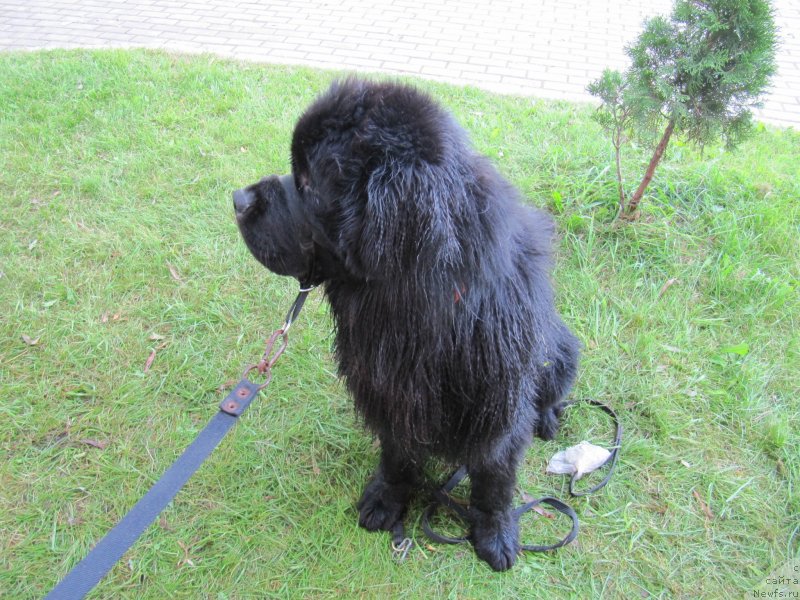 Фото: ньюфаундленд Richchi s Berega Dona (Риччи с Берега Дона)