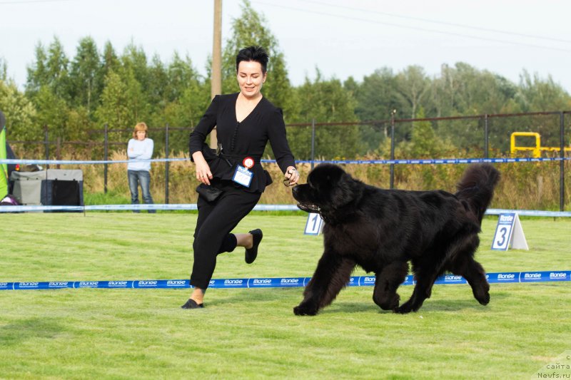 Фото: ньюфаундленд Brownblood MSK Lavy Neman (Браунблад MCК Лави Нэман), Aleksandra Vasina (Александра Васина)