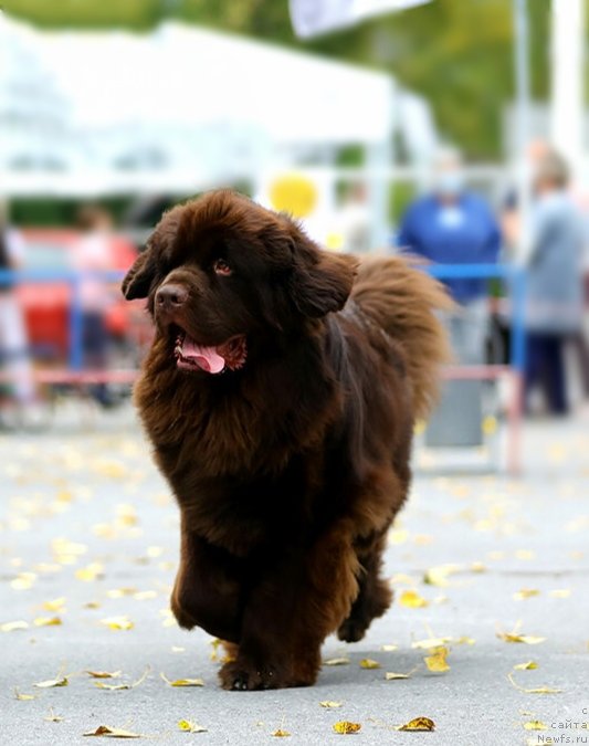 Фото: ньюфаундленд Plushevaya Panda Plus Plus of Love (Плюшевая Панда Плюс Плюс оф Лове)