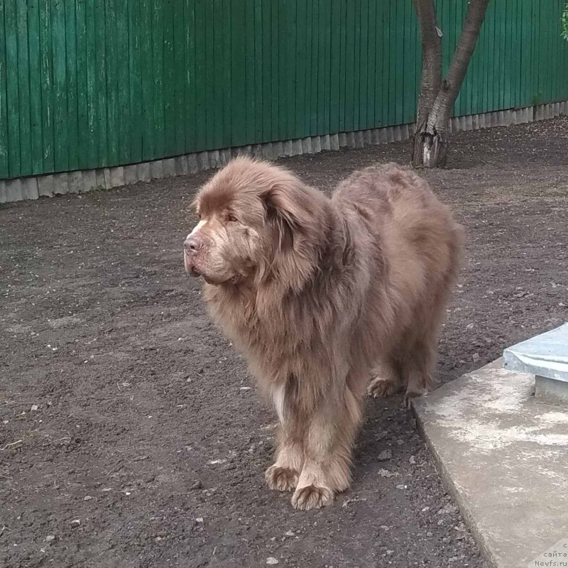 Фото: ньюфаундленд Ezhevika Lilovaya Yagodka Super Mishka