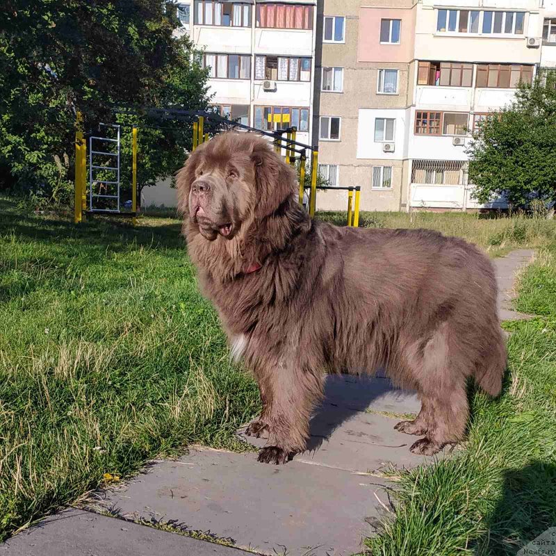 Фото: ньюфаундленд Ezhevika Lilovaya Yagodka Super Mishka