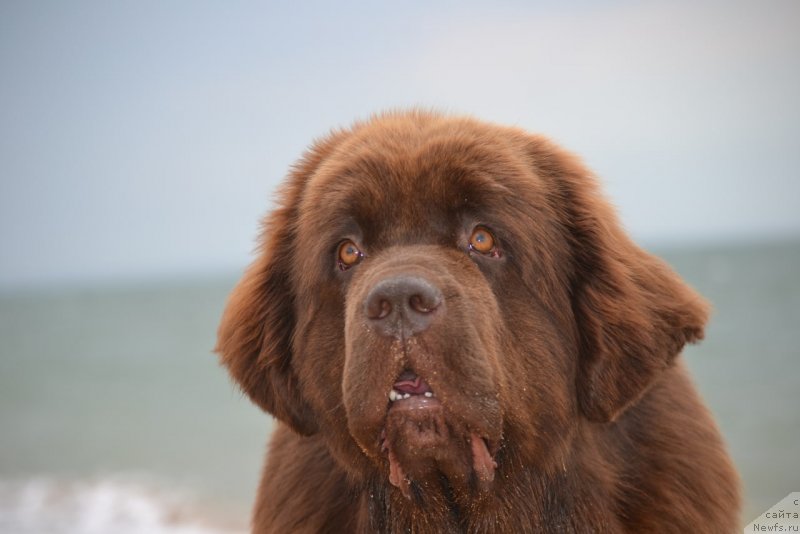Фото: ньюфаундленд Hanni dlya Vyatskikh Medvedey (Ханни для Вятских Медведей)