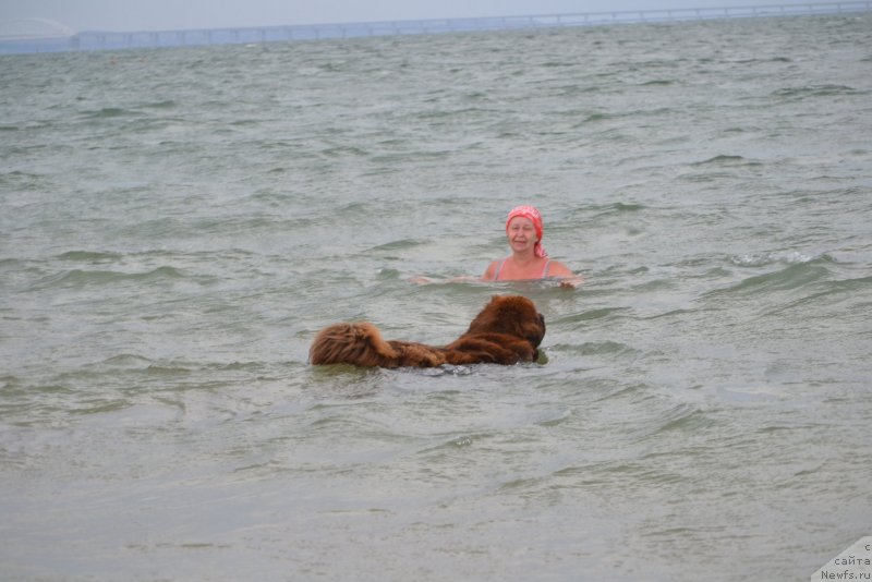 Фото: ньюфаундленд Hanni dlya Vyatskikh Medvedey (Ханни для Вятских Медведей)