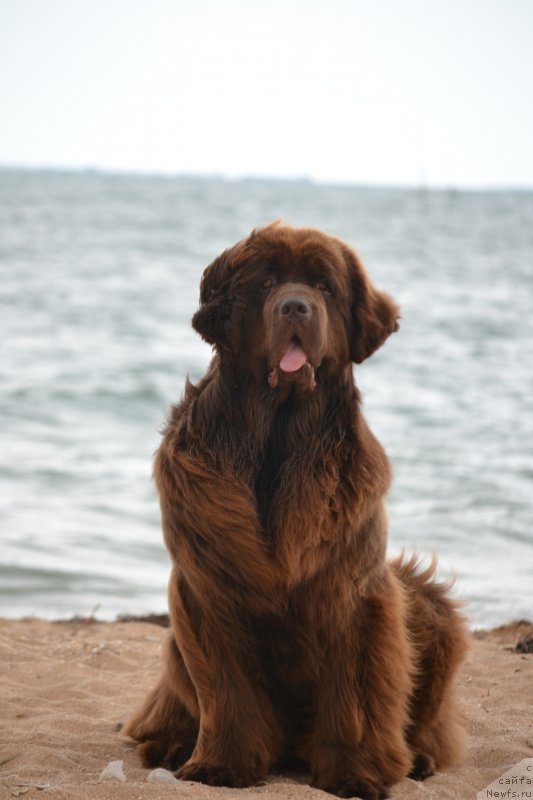 Фото: ньюфаундленд Hanni dlya Vyatskikh Medvedey (Ханни для Вятских Медведей)