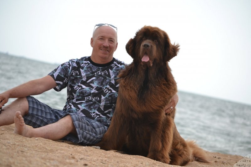 Фото: ньюфаундленд Hanni dlya Vyatskikh Medvedey (Ханни для Вятских Медведей)