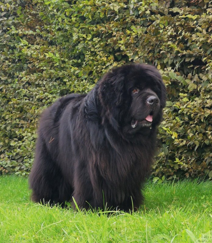 Фото: ньюфаундленд Super Premium Free Wind (Супер Премиум Фри Винд)