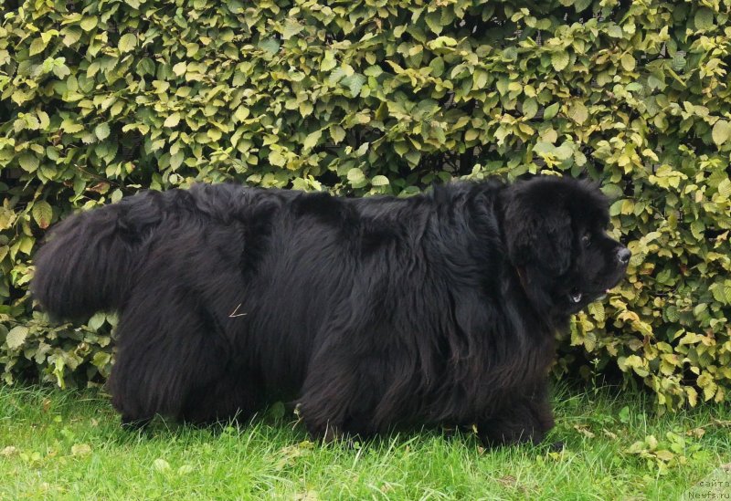 Фото: ньюфаундленд Super Premium Free Wind (Супер Премиум Фри Винд)