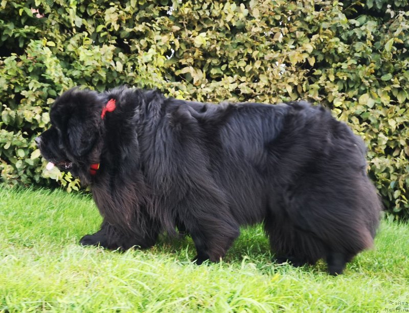 Фото: ньюфаундленд Super Premium Free Wind (Супер Премиум Фри Винд)