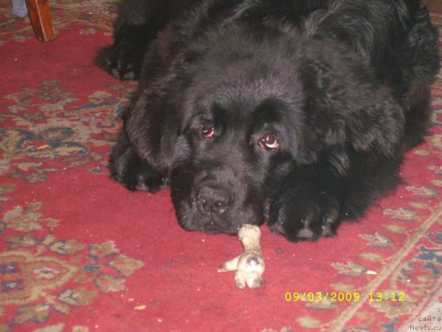 Фото: ньюфаундленд Jemchujina Sibiri ot Marleon Dusvik (Жемчужина Сибири от Марлеон Дусвик)