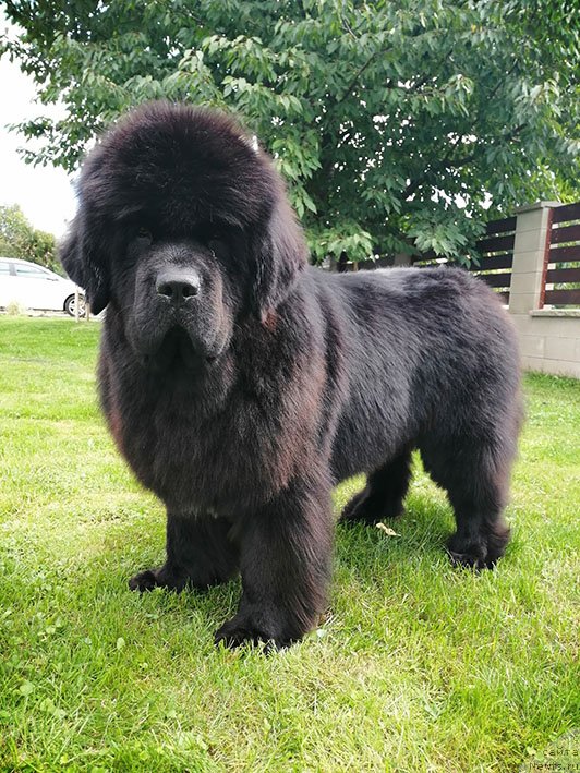 Фото: ньюфаундленд Darkflight Rimma (Даркфлайт Римма)