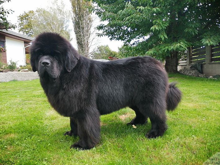 Фото: ньюфаундленд Darkflight Rimma (Даркфлайт Римма)