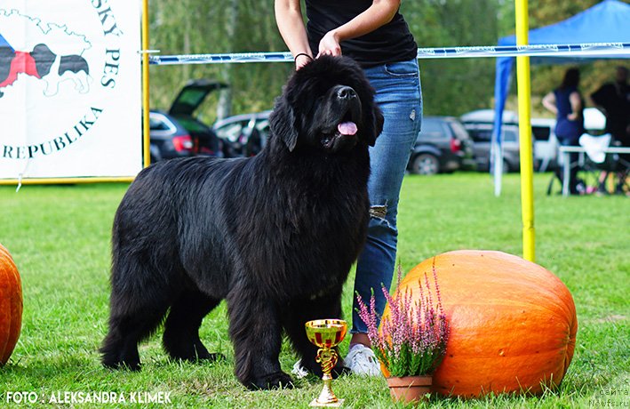 Фото: ньюфаундленд Darkflight Rimma (Даркфлайт Римма)