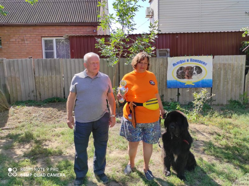 Фото: ньюфаундленд Daanich Veselyiy Rodjer (Даанич Веселый Роджер), Liliana Rahmatova (Лилиана Рахматова)