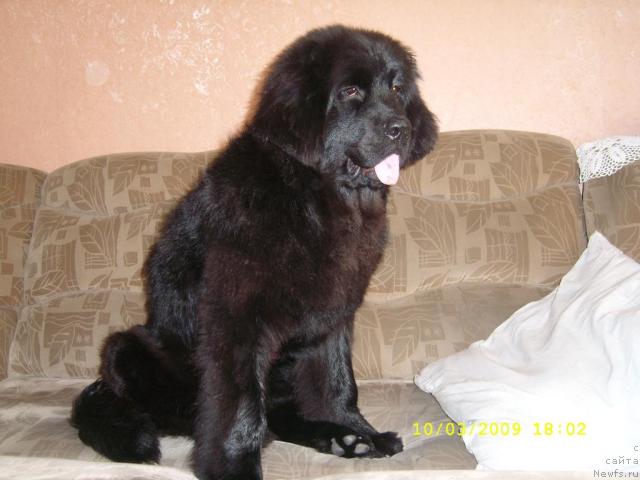 Фото: ньюфаундленд Jemchujina Sibiri ot Marleon Dusvik (Жемчужина Сибири от Марлеон Дусвик)