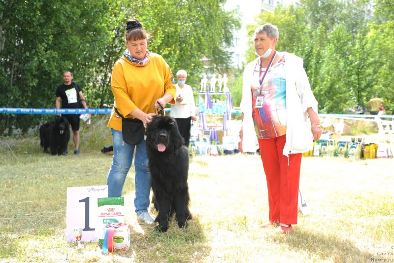 Фото: ньюфаундленд Eseniya Styuart (Есения Стюарт)