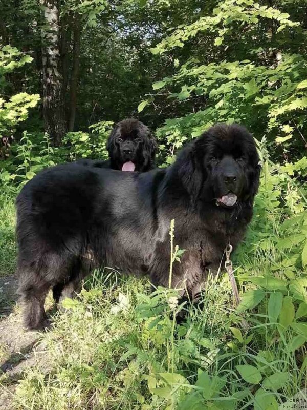 Фото: ньюфаундленд Vasilisa Prekrasnaya (Василиса Прекрасная)