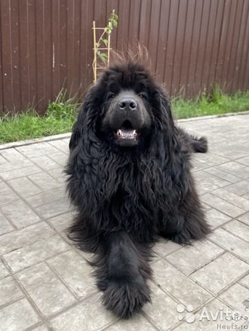 Фото: ньюфаундленд Nikola Sibirskiy Bogatyir' (Никола Сибирский Богатырь)