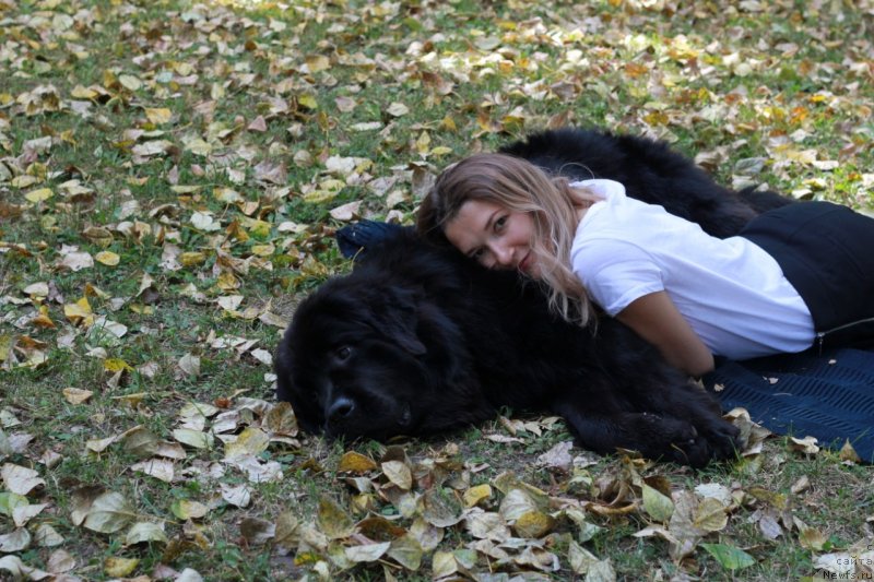 Фото: ньюфаундленд Elizara Tauyer (Елизара Тауэр)