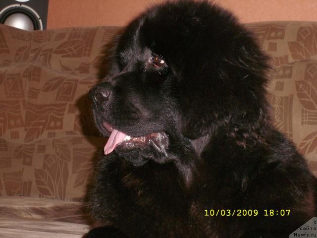 Фото: ньюфаундленд Jemchujina Sibiri ot Marleon Dusvik (Жемчужина Сибири от Марлеон Дусвик)