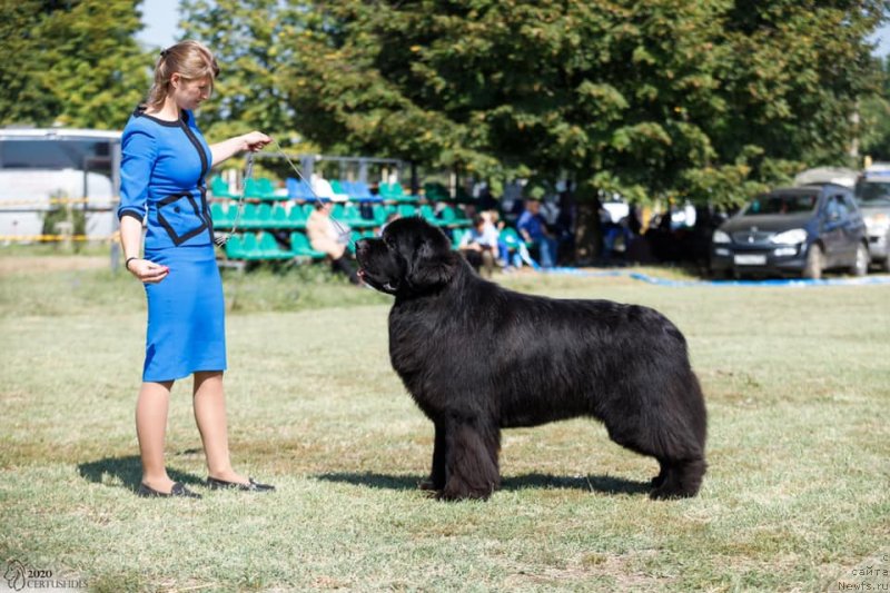 Фото: ньюфаундленд Aquatoriya Kelvin Zheneral (Акватория Келвин Женераль)