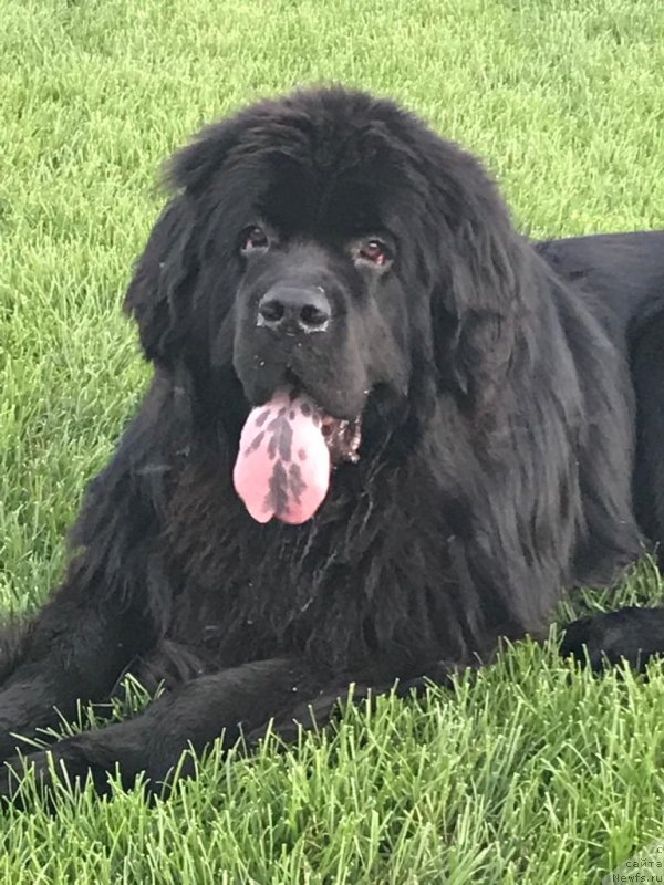 Фото: ньюфаундленд Elisey Infant (Елисей Инфант)