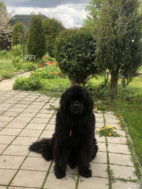 Фото: ньюфаундленд Enisey SHeval'e (Енисей Шевалье)