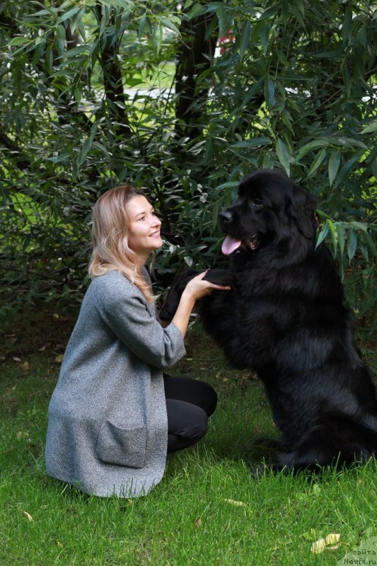 Фото: ньюфаундленд Elizara Tauyer (Елизара Тауэр)