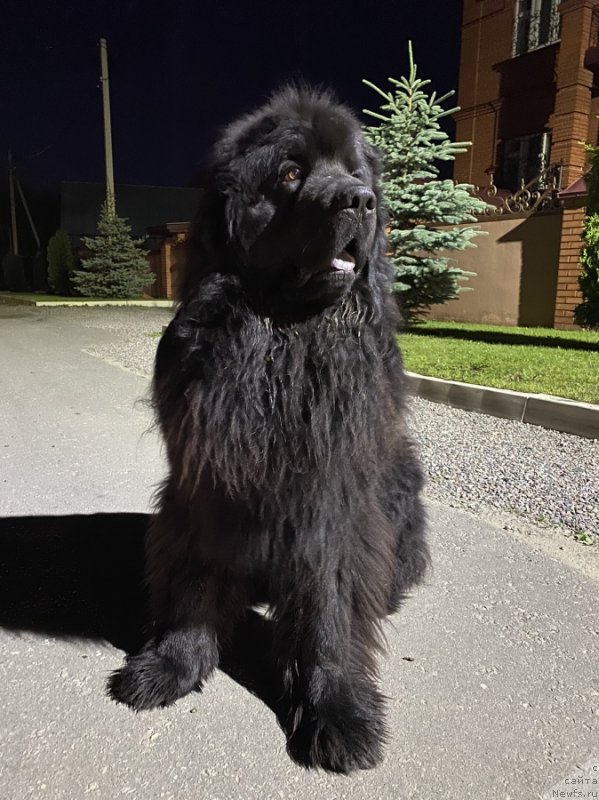 Фото: ньюфаундленд Nestor Mudryiy Toptyishka (Нестор Мудрый Топтышка)