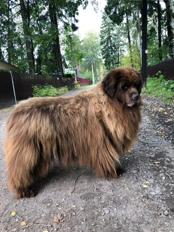 Фото: Красота чистого золота, ньюфаундленд Krasota CHistogo Zolota (Красота Чистого Золота)