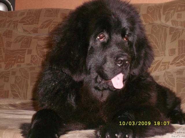 Фото: ньюфаундленд Jemchujina Sibiri ot Marleon Dusvik (Жемчужина Сибири от Марлеон Дусвик)