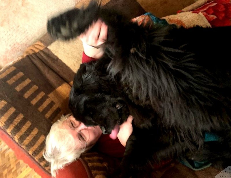 Фото: ньюфаундленд Parki is Antagrada (Парки из Антаграда)