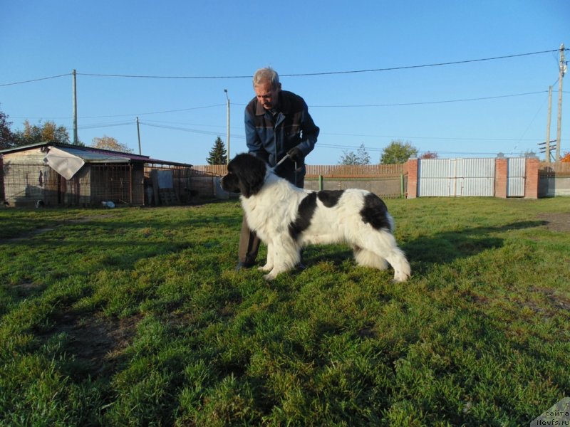 Фото: ньюфаундленд Varvara Krasa ot Karel'skih Medvedey (Варвара Краса от Карельских Медведей)