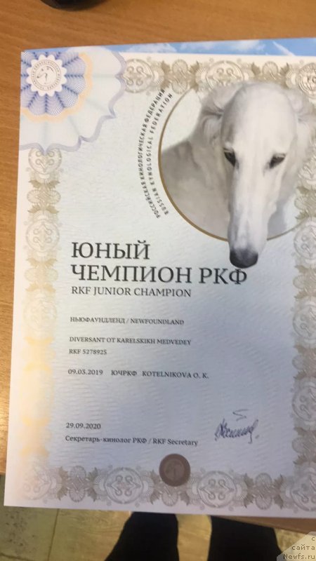 Фото: ньюфаундленд Diversant ot Karel'skih Medvedey (Диверсант от Карельских Медведей)